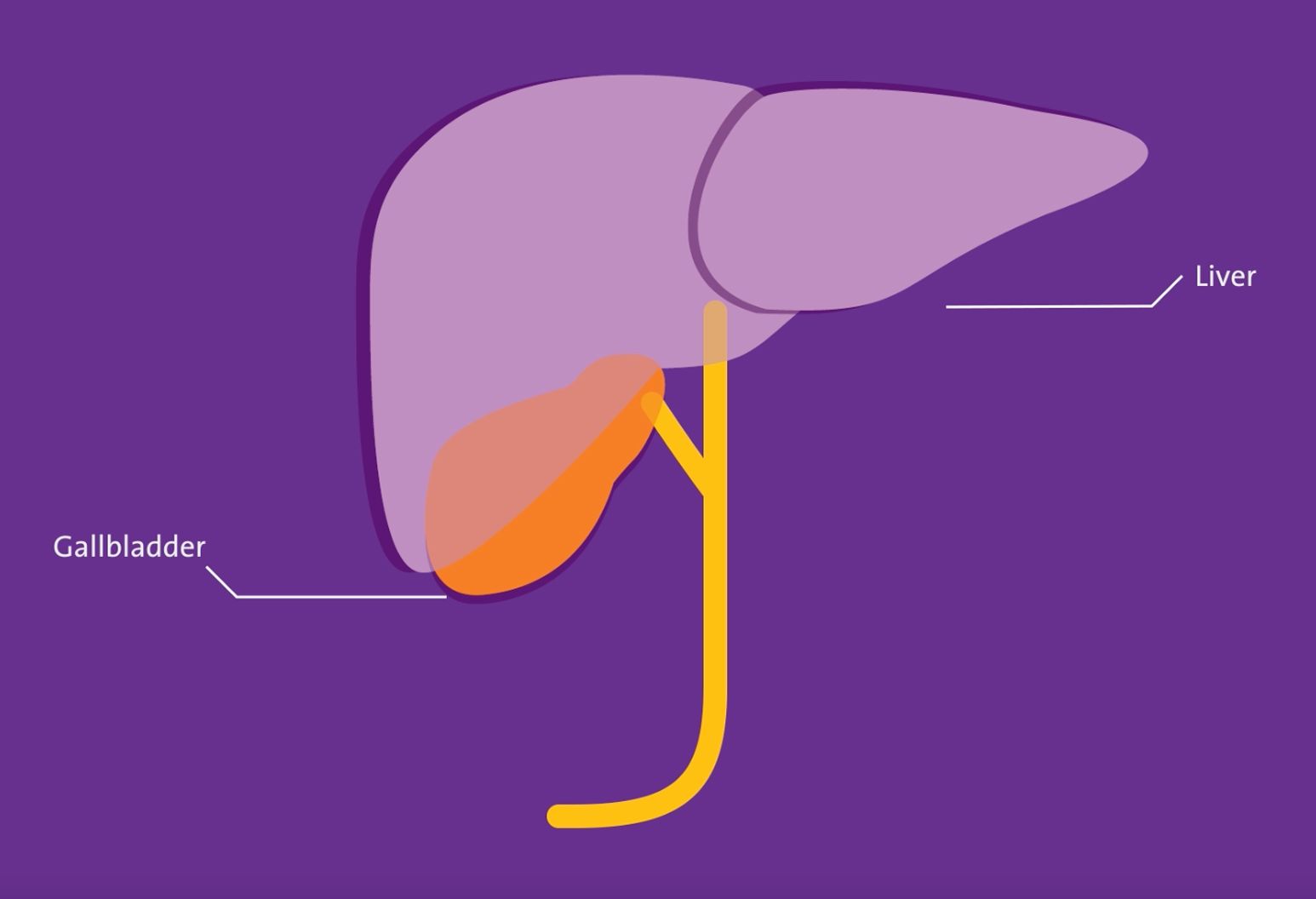 Illustration of the Gallbladder and the Liver.